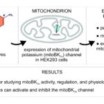 New Cellular Model Reveals How Natural Flavonoids Regulate Mitochondrial Potassium Channels